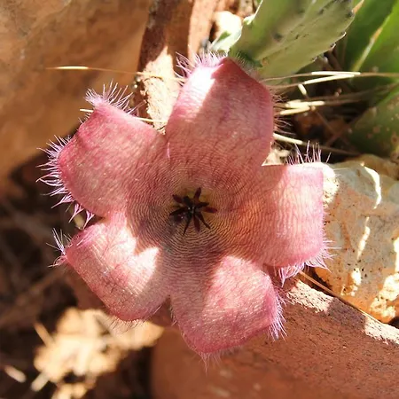 Hotel Luagos Club Lampedusa